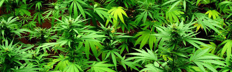 Culture Sativa Outdoor