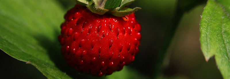 fruits des bois