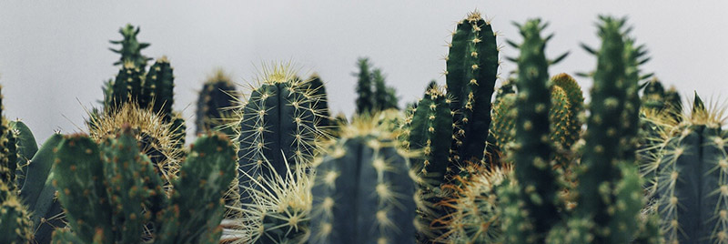 cactus