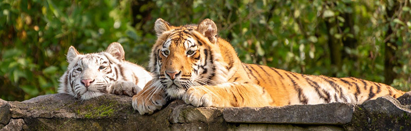 tibre blanc eliquide white tiger