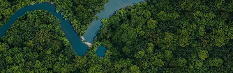 bandeau forêt eliquide végétol collection cloud